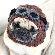 8 Animals That Think They Re Steampunk Plus Tips For Steampunking Your Own Pet Dog Clothes Dog Hat Dog Beanie