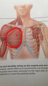 Mar 11, 2021 · we all want bigger biceps.well, most of us do. Torso And Shoulder Muscles Review Flashcards Quizlet