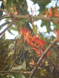 Image result for Phragmanthera