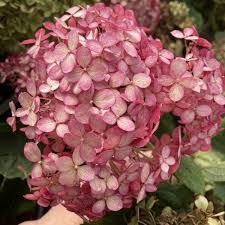Image result for Hydrangea arborescens Pink Anabelle