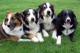 Search through thousands of dogs for sale and puppies for sale adverts near me in the usa and europe at animalssale.com. English Shepherd Puppies For Sale Adoptapet Com