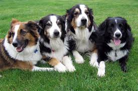 Search through thousands of dogs for sale and puppies for sale adverts near me in the usa and europe at animalssale.com. English Shepherd Puppies For Sale Adoptapet Com