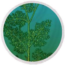 Image result for Anethum