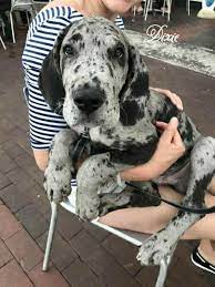 However, some great danes have been known to reach 10 years of age or more. The Princess Diaries Chapter 1 Cute Animals Great Dane Dogs Cute Dogs