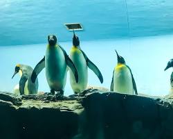 Image of Penguin Point at SeaWorld San Antonio