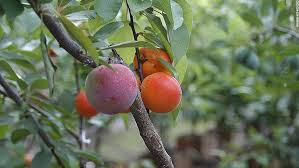 Dec 17, 2020 · in fact, stone fruit trees (peaches, plums, nectarines, and apricots) don't thin themselves enough and need additional help from us. Tree Of 40 Fruit