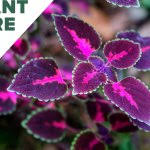 Image result for Coleus rhodesianum