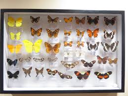 Fanciful Flight Butterflies Moths From The Dr Rod Coler Collection Through November 2018 Reach Museum Richland Wa Www Vis Atlas Moth Exhibition Display