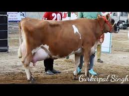 Jersey Cow Competition Ring Part 2 At Jagraon Punjab Youtube In 2020 Jersey Cow Animals Cow