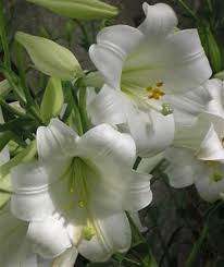 Hippeastrum x johnsonii, the st. Pin On Lily Of The Valley