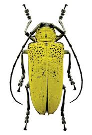 Black And Yellow Longhorn Beetle Supplies For Your Artworks Dried Insects 5 X Celosterna Pollinosa Longhornbeetle Yellow Unmounted A1 Longhorn Beetle Bugs And Insects Insect Collection