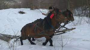 Видео cu caii la padure канала ursu alex. Cai La Padure Youtube