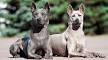Thai Ridgeback Dog Breed » Everything About Thai Ridgeback