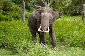 asian elephant wikipedia