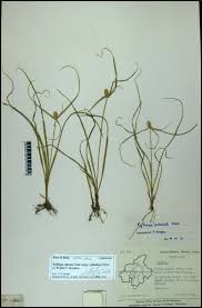 Image result for Kyllinga odorata