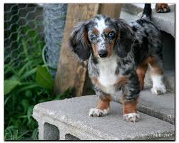 Blue Dapple Dachshund Puppies For Sale Near Me