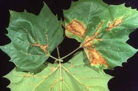 Maybe you would like to learn more about one of these? Leaf Spot Diseases What You Need To Know