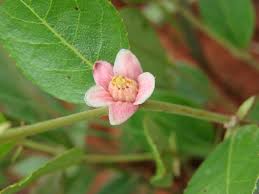 Image result for Casearia battiscombei