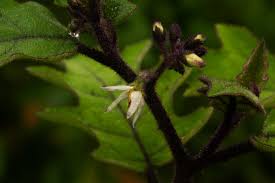 Image result for Solanum anguivi