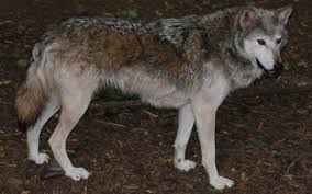 Check spelling or type a new query. Images Of Canadian Timber Wolves Size