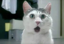 Omg Cat Blank Meme Template Best Cat Memes Funny Animal Pictures Cat Happy Birthday Meme
