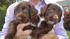 Maybe you would like to learn more about one of these? Chocolate Cocker Spaniel Puppies For Sale Off 56 Www Usushimd Com