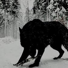 Montreal born sculptor david altmejd was the only canadian artist at the 8th international istanbul biennial, curated by the new museum's dan cameron. Pin By Aesthetics On Oc Gianni Knight Werewolf Aesthetic The Wolf Among Us Werewolf