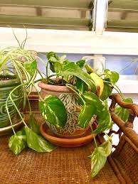 We did not find results for: My Pothos Isnt Doing Well Does Anyone Know Why Its Going Limp Like That The Leaves Are Thinning And Softening And Im Worried Becau Garden Design Leaves Garden
