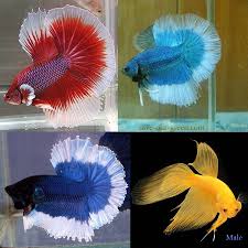 4 Most Beautiful Betta Fish In The World Betta Fish Fish Betta
