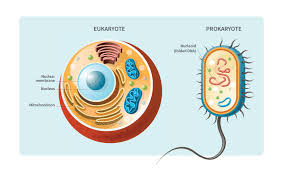 Do prokaryotic cells have cell walls. Cells Where Is Dna Found In A Cell Ancestrydna Learning Hub