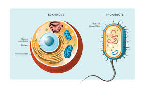 In eukaryotes, vertebrates don't have a cell wall but plants do. Cells Where Is Dna Found In A Cell Ancestrydna Learning Hub