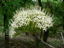 Image result for Pavetta uniflora