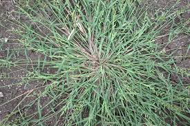 Image result for Echinochloa