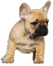 I lived in like 800 sqft fine with walter. How To Potty Train French Bulldog In Apartment Bulldog French Bulldog Bulldog Puppies