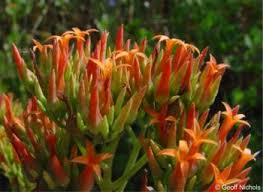 Image result for Kalanchoe rotundifolia