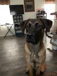 Do you have a border collie, siberian husky or lab mix? Stud Dog German Shepard Bull Mastiff Mix Breed Your Dog