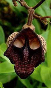 Your mysterious orchids stock images are ready. 17 Flowers That Look Like Something Else Unusual Flowers Strange Flowers Rare Flowers