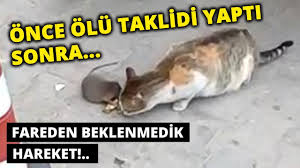Fare Kedinin Onundeki Peyniri Kapti Youtube