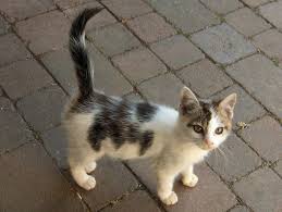 Black And White Kitty Pictures White Kittens File Kitten Black White Jpg Wikimedia Commons Warrior Cat Warrior Cats Black And White Kittens