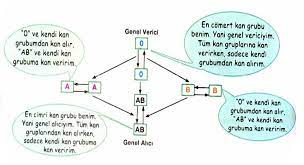 genel alici ve verici kan gruplari fikiralisverisi