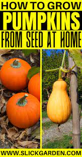 How To Grow Pumpkins From Seeds At Home Growing Pumpkins Grow Pumpkins From Seeds Planting Pumpkins