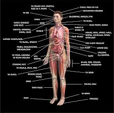 View, isolate, and learn human anatomy structures with zygote body. Human Body Parts Diagram With Label