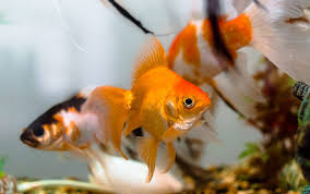 We did not find results for: Animaux Jardiland