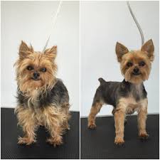Cute blonde pixie haircut with side bangs: 42 Best Yorkie Hairstyles Ideas In 2021 Yorkie Yorkie Hairstyles Yorkie Haircuts