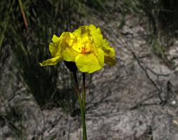 Image result for Xyris valida