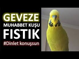 Vildan Tandogan Adli Kullanicinin Love Kuslar Panosundaki Pin Muhabbet Kuslari Kusu Kus