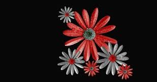 Flowers Black Background 1280x800 Wallpaper High Quality Wallpapers High Definition Wallpapers Blumen