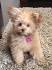 Pomeranian Poodle Mix - The Pomapoo - Dog Breed Answers