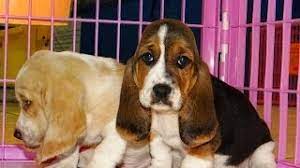 Maybe you would like to learn more about one of these? Puppies For Sale Local Breeders Precious Brown White Basset Hound Puppies For Sale In Georgia At Puppies For Sale Local Breeders