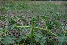 Image result for Datura ferox